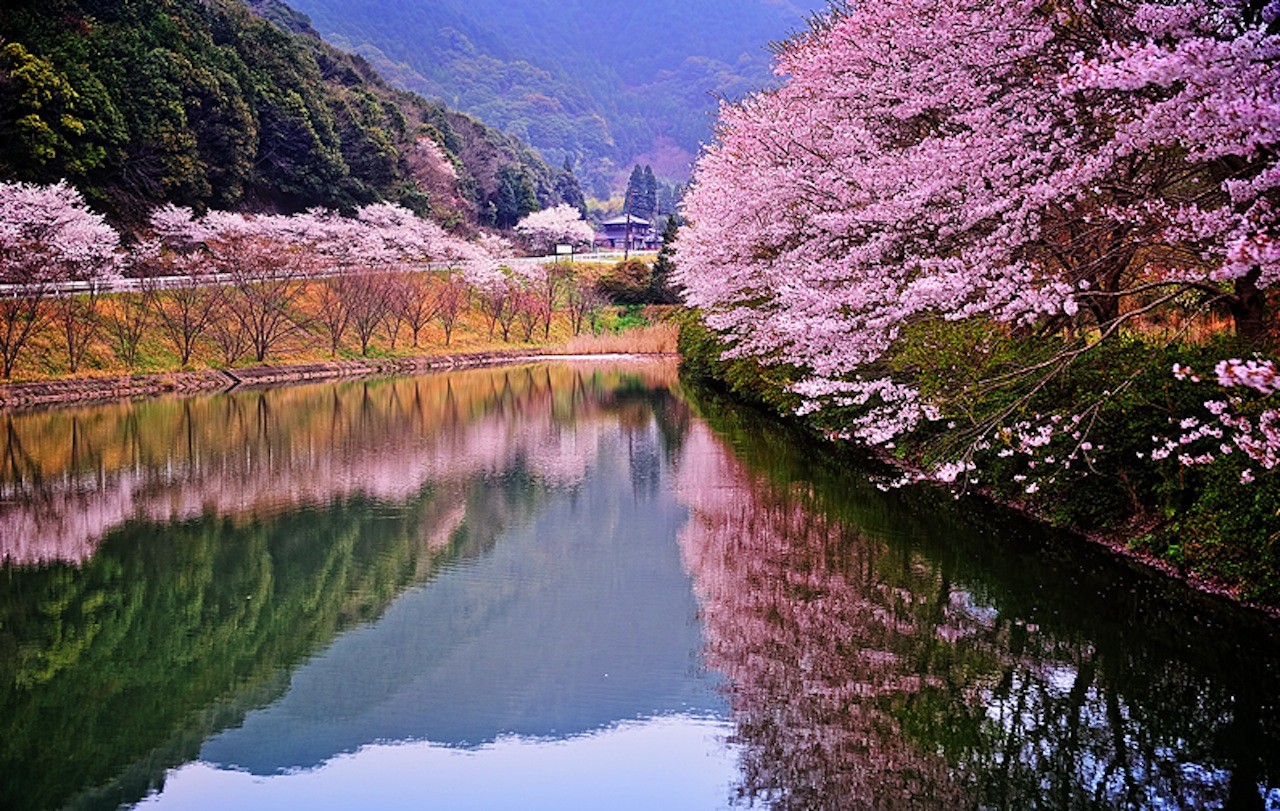 Ngỡ ngàng trước mùa hoa anh đào Nhật Bản đẹp đến nao lòng