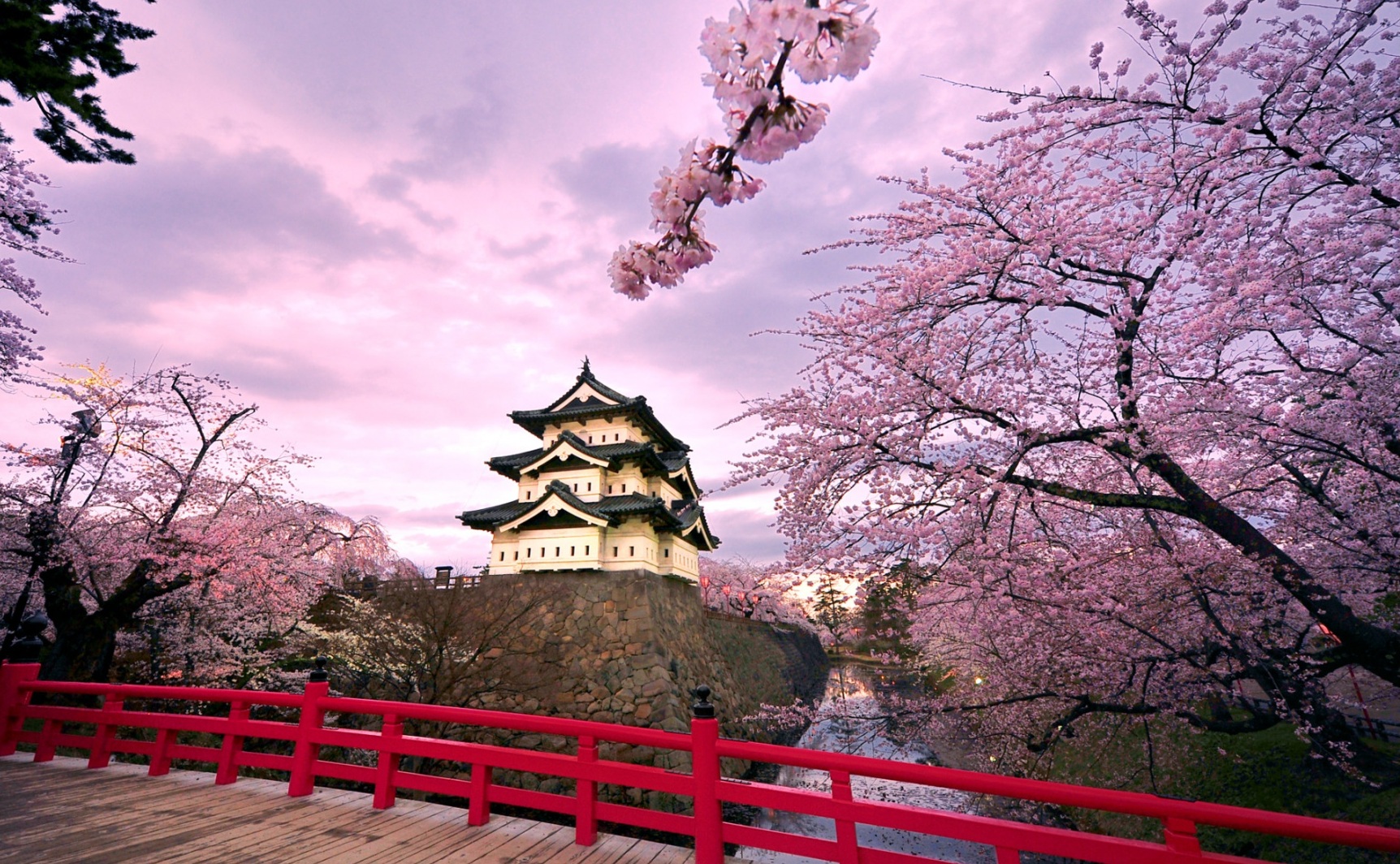 Ngỡ ngàng trước mùa hoa anh đào Nhật Bản đẹp đến nao lòng