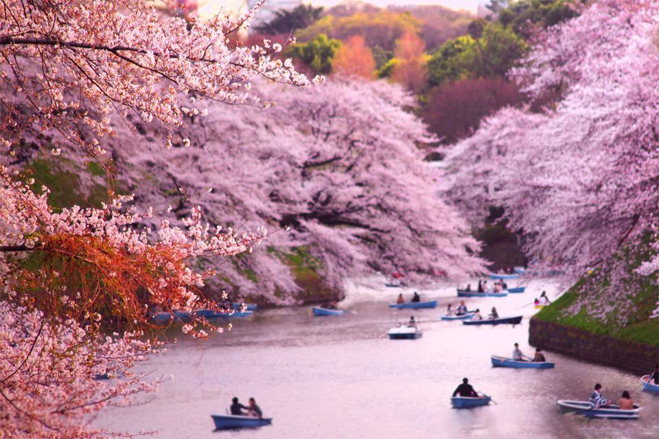 Mùa xuân Nhật Bản ngắm hoa anh đào